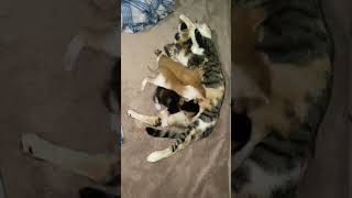 Mom Cat Gromming Her Kittens Watch What Kittens Do #cute #funny #catsandkittens