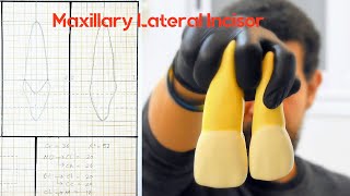 Drawing of Maxillary Lateral Incisor | رسم الأسنان