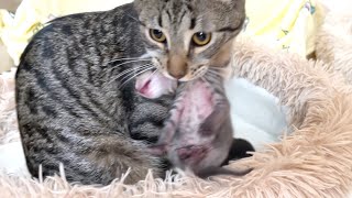 A mother cat taking her kittens one after another to her older cat