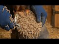 EXTREME Horse Hoof WORMS Removal 😱 Shocking Infection Treatment & Deep Cleaning (Graphic!)