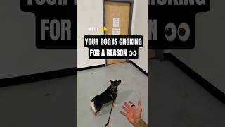How to Stop Your Dog From Pulling and Choking on the Leash