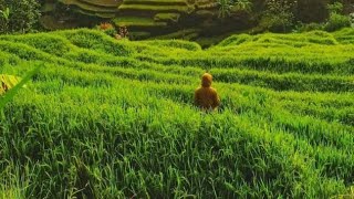 StoryWa WONG SEPELE ( Cover Woro Widowati )