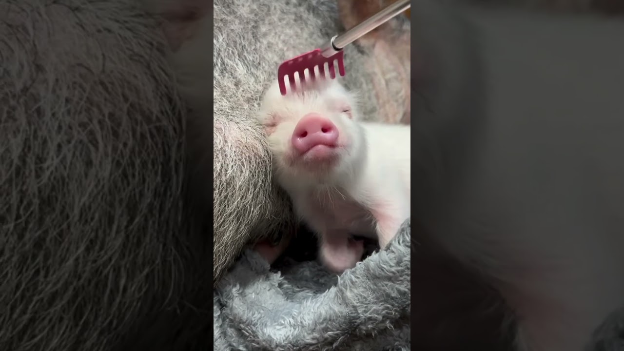 Очаровательный отвергнутый поросенок привязывается к нам и засыпает во время груминга.