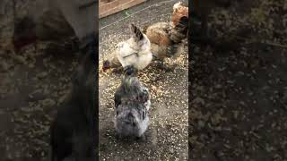 Tiny Splash Silkie Rooster Fails Miserably Attempting To Scare Easter Egger Hens. Net Worth