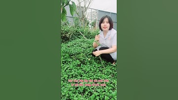 Mẹo điều trị viêm da cơ địa bằng lá sài đất.