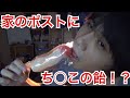 家のポストにち○この飴が入ってた！＆明日ニコニコ超会議出ます！Post　Penis！？