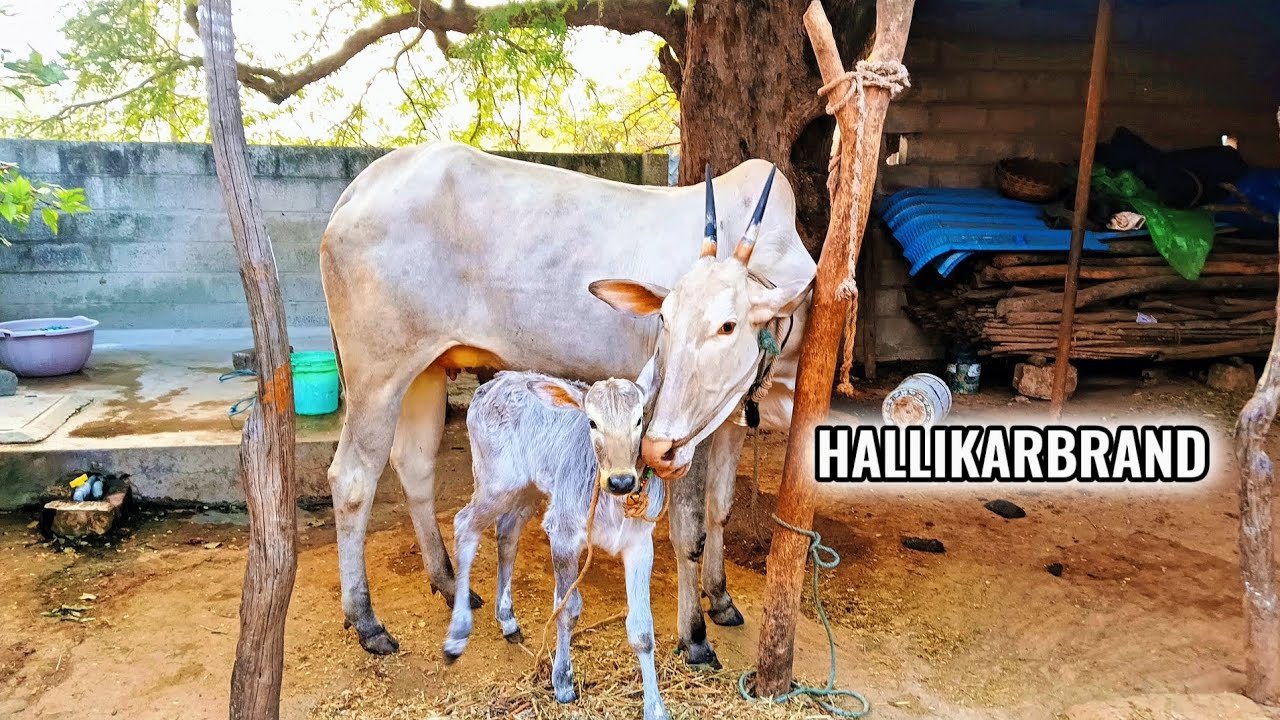 Hallikar Cow and female calf 😘💚🦋  