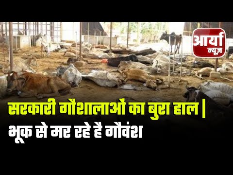 Uttar Pradesh की बड़ी खबरें | सरकारी गौशालाओं का बुरा हाल | भूक से मर रहे है गौवंश | Aaryaa News