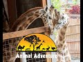 Oliver & Johari Cam - Animal Adventure Park