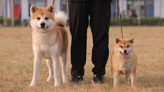 开什么玩笑竟然还有人分不清秋田和柴犬\Are u kidding? Can’t tell the difference between Akita and Shiba?