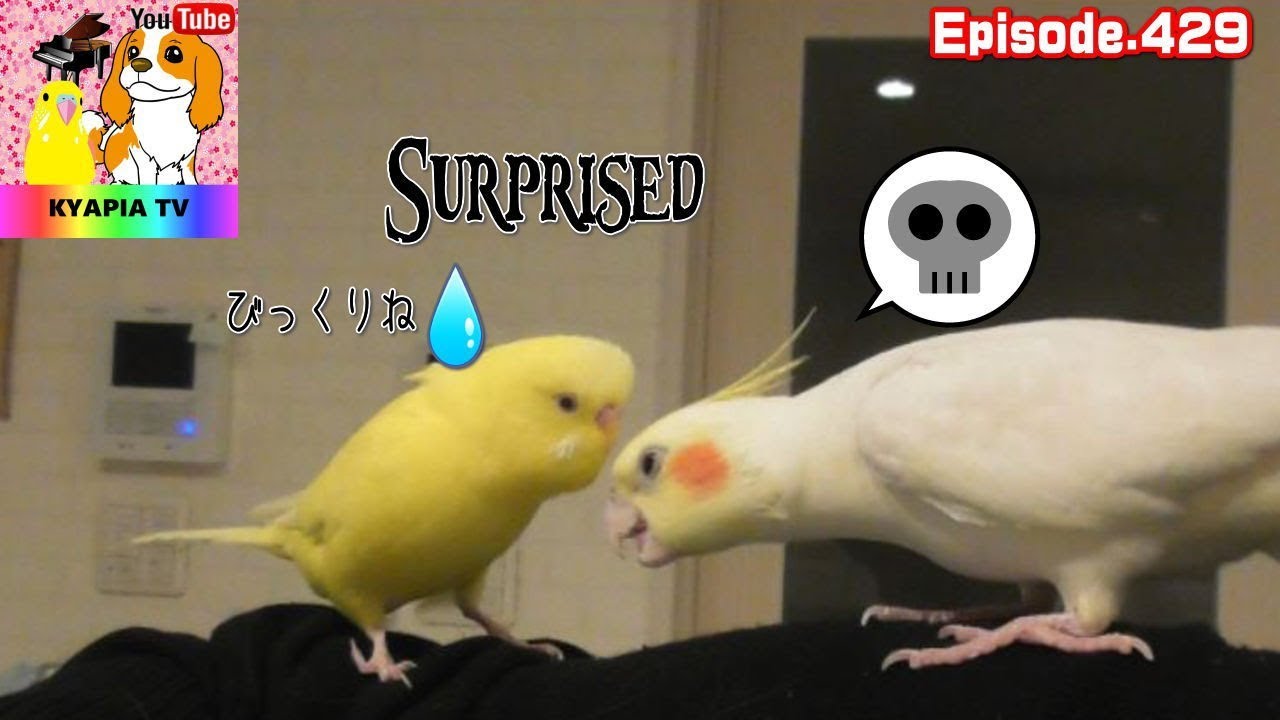 びっくりね」おしゃべりセキセイインコ・オカメインコと仲良しに429