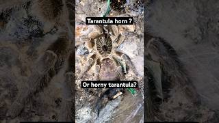 Ceratogyrus darlingi just out and posing #tarantula #spider #ceratogyrus #tarantulas #exoticpets