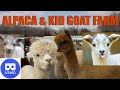 VR180 ALPACA &amp; BABY GOAT FARM.. Come Feed The Animals With Us!