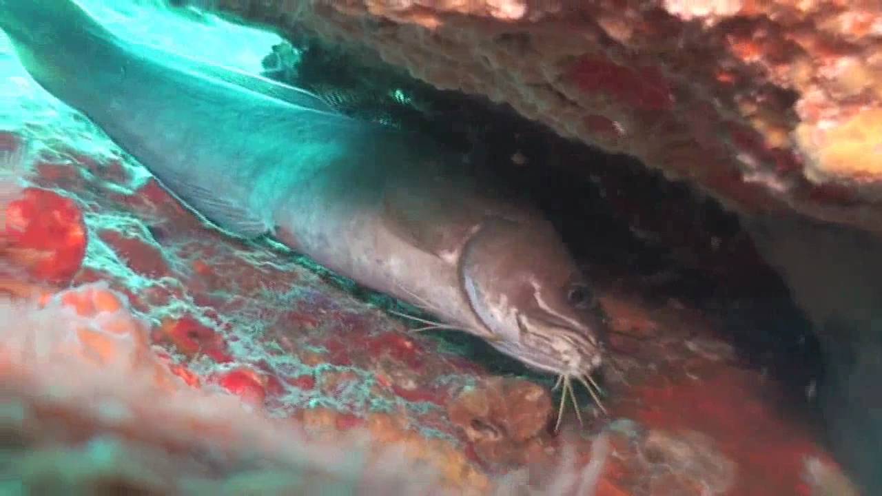 イタチウオ　Brotula multibarbata