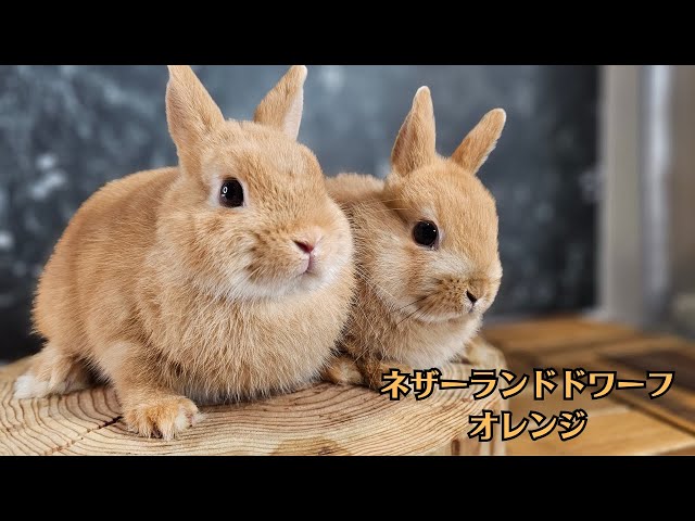 ネザーランドドワーフオレンジ【うさぎ専門店monLapin】 - YouTube