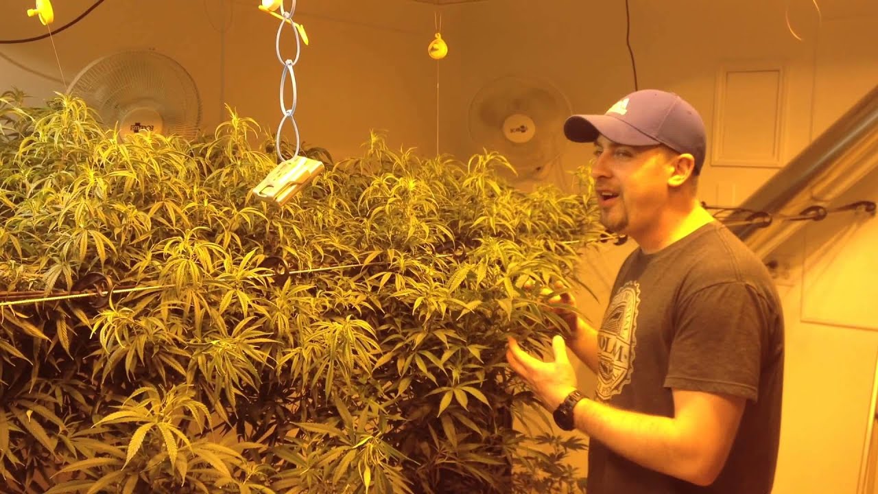 Worlds Largest Indoor Marijuana Plant At Pacific Northwest Medical Worlds Largest Indoor Marijuana Plant At Pacific Northwest Medical