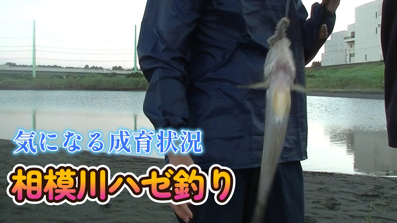 Sagami River Goby Fishing Survey: Yanagishima Sandbar 7/29/2023