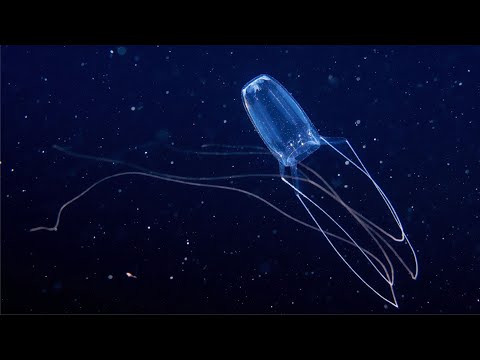 Video: Irukandji - tiran meduza: təsviri, yaşayış yeri və insanlar üçün təhlükə
