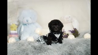 最高級！シルバー界のトップモデル！毛ぶきのいい最高に可愛い女の子