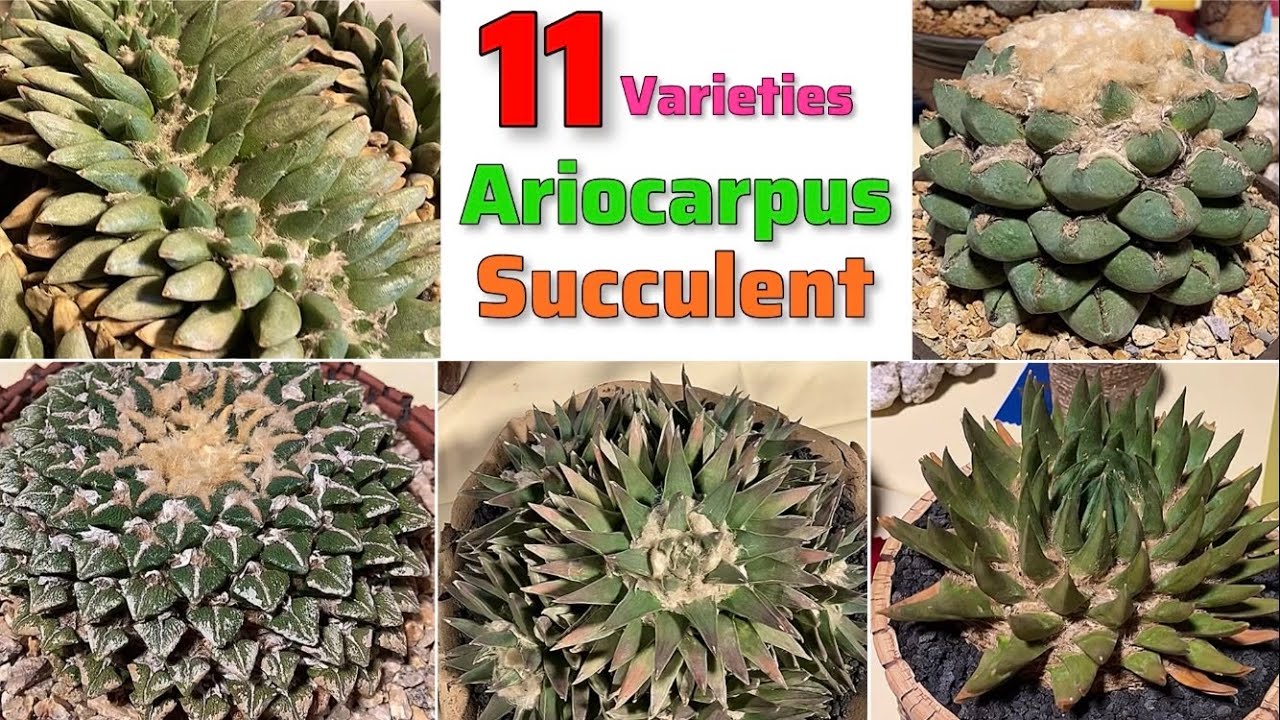 🔴11 ARIOCARPUS Succulent Varieties｜Best ARIOCARPUS Plant Varieties with Identification From A to Z