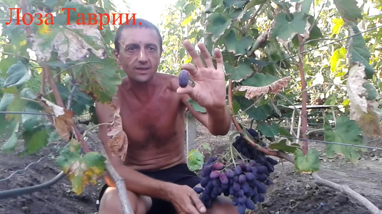 Фуршетный