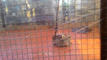 Robowars Team Terminator vs cross wire at nit goa 2016