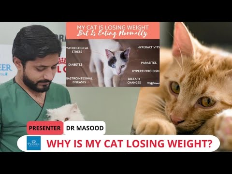 Photo inspiration: Why Is My Cat Losing Weight Regularly Most Common Reasons Photo Inspiration