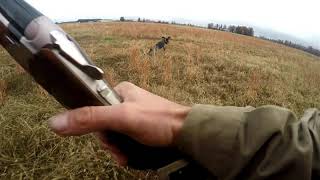 Pepper the Pointer - Seven Month Old Shorthair Quail Hunting by Tekhed454 45 views 3 years ago 46 seconds