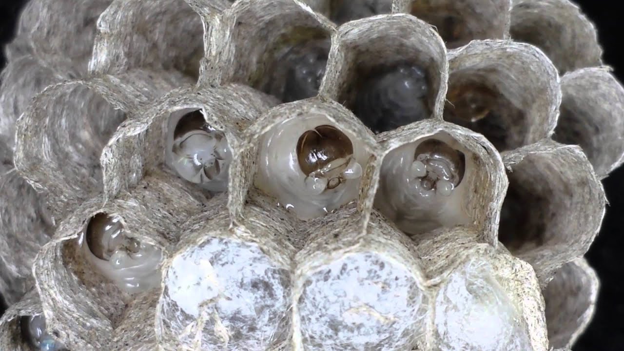 Macro Nid de Guèpes / Larves / Alvéoles / Zoom /Essaim YouTube — free download