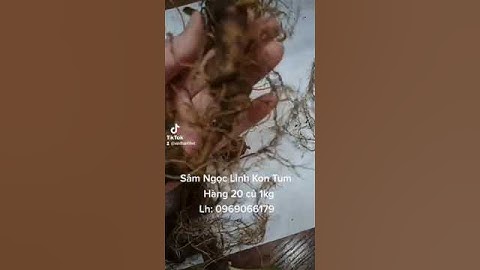 Sâm Ngọc Linh Kon Tum hàng 20 củ 1kg