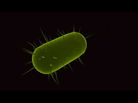 ბაქტერიები მოკლედ