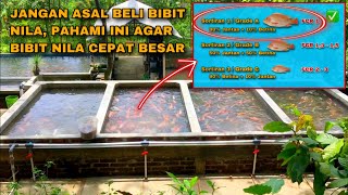 CARA MENDAPATKAN BIBIT IKAN NILA YANG BERKUALITAS CEPAT BESAR DAN MENGUNTUNGKAN - BUDIDAYA IKAN NILA