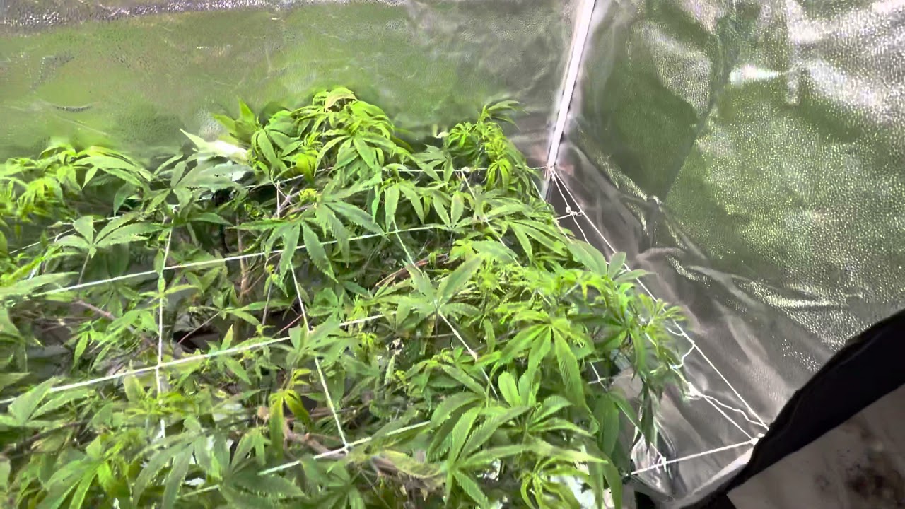 Update on scrog net installation