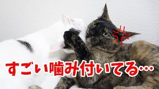 甘えたくてついつい噛んでしまう猫