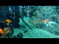 金魚の大水槽　足立区生物園/gold fish の動画、YouTube動画。