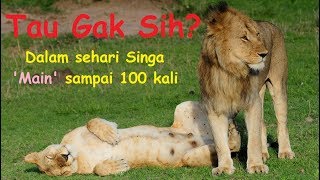 Kamu Kalah Telak! Dalam Sehari Singa Bisa 'Main' Sampai 100 Kali Loh