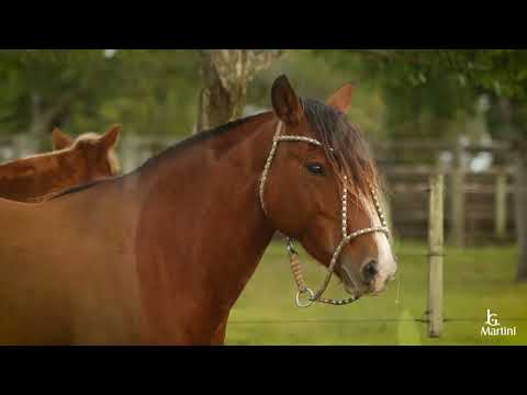 Lote 03 RZ HERMANDAD DA CARAPUÇA