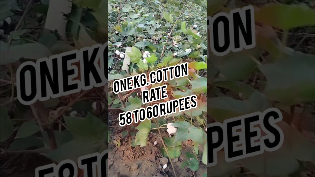 Maharashtra India Cotton Rate Today 