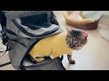 家族になった保護猫の目の様子がおかしくて病院に行くと衝撃の事実が判明しました…