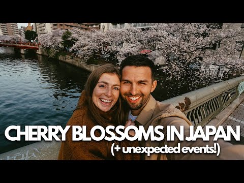 Cherry Blossoms in Japan! (does sakura live up to the hype?)