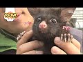 귀여움 감수하세요 l  It's Your Turn Now. Take This CUTE Common Brushtail Possum