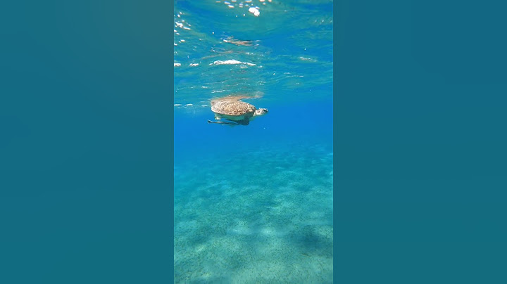 Piscina intrusive with turtel #turtle #shorts