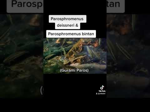Parosphromenus Deissneri dan Parosphromenus bintan pulau bangka