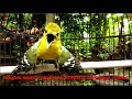 Suara Pikat Semua Jenis Burung Liar # COCOK BUAT PANCINGAN CIPOH MACET CIPOW BELAJAR BUNYI