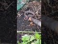 【マムシ注意!】 草刈中いちばん遭遇したくない人