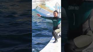 シャチとキスするトレーナーさん超Cute♥ #Shorts #鴨川シーワールド #シャチ #Kamogawaseaworld #Orca #Killerwhale