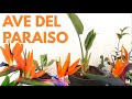 ave del paraíso planta cuidados Strelitzia reginae   CHUYITO JARDINERO