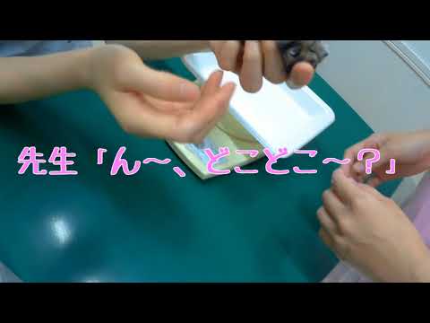 【ハムスター】膀胱が腫れてきたので動物病院に連れて行った結果、女医さんにきゃんたまをつままれる…ｗ＃24