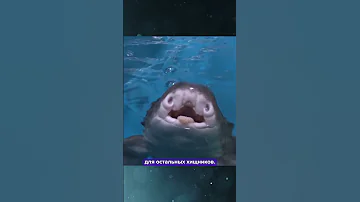 ТАКИХ ЯИЦ ТЫ ТОЧНО НЕ ВИДЕЛ🙈