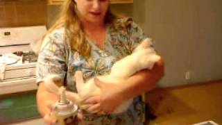 Bunnicula Cat Eating Whipped Cream
